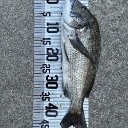 イチノ兄弟、釣果!