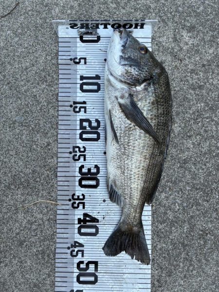 イチノ兄弟、釣果!