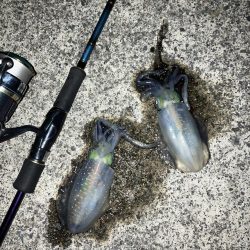 宮津アオリ新子