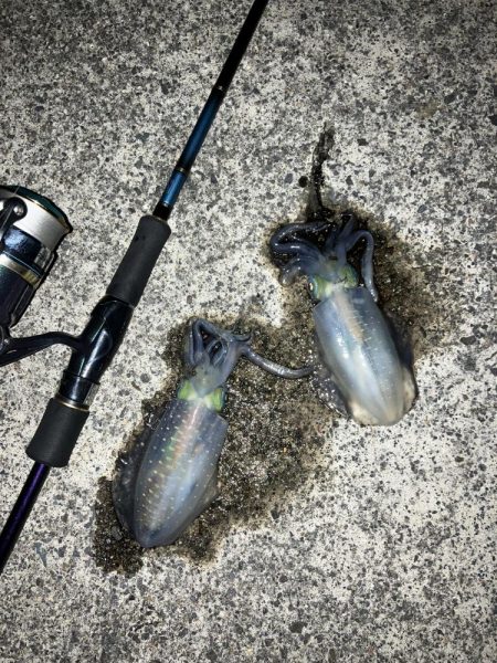 宮津アオリ新子