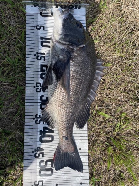 イチノ兄弟、釣果！