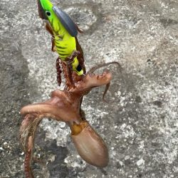 渋タコ　チビタコ