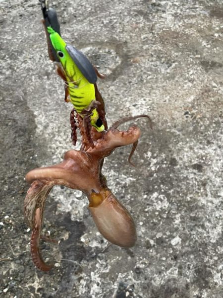 渋タコ　チビタコ