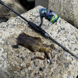 ちょっと早めの秋イカ