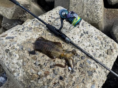 ちょっと早めの秋イカ