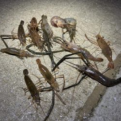 涼しい夜は楽しい手長エビ釣り