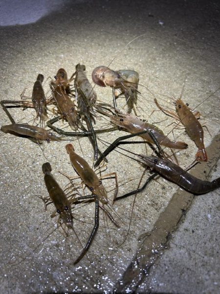 涼しい夜は楽しい手長エビ釣り