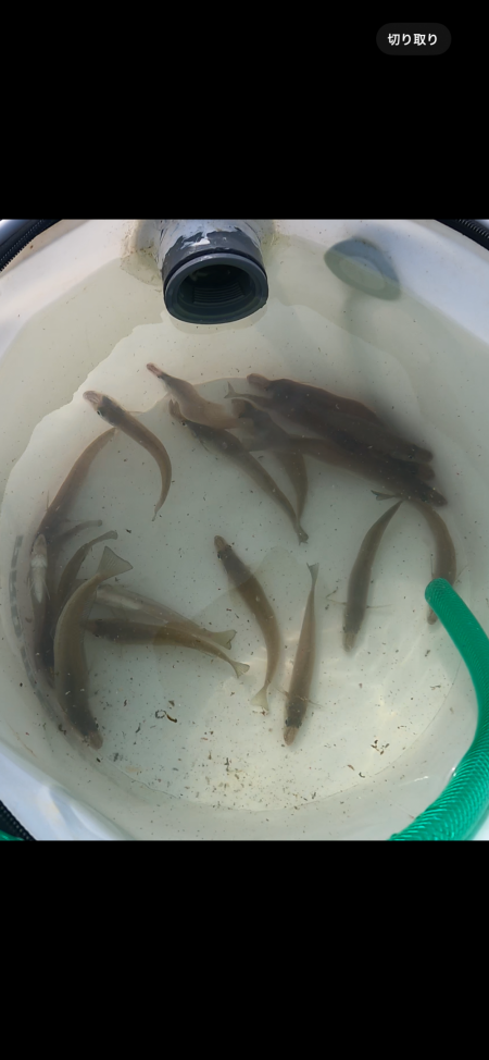 ★★今日もちょい投げで爆釣キス釣り★★