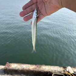 ★★初のトビウオ釣りお土産いっぱい★★