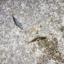 家族で夕涼みサビキ