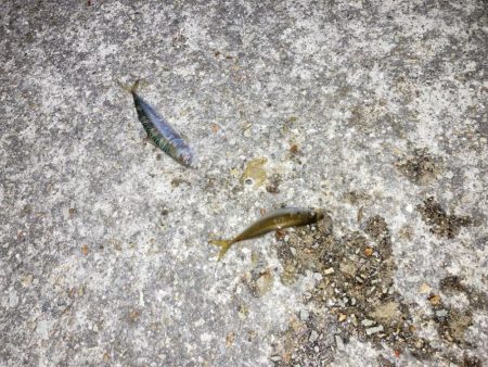 家族で夕涼みサビキ