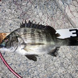 お盆明け短時間チヌ狙い