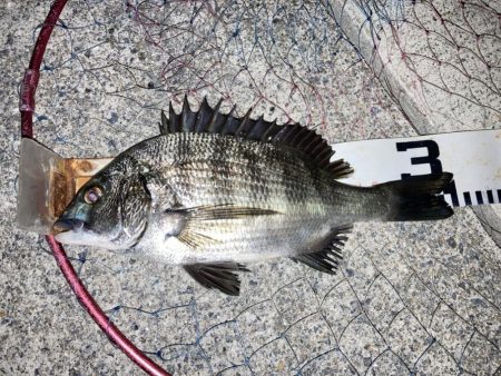 お盆明け短時間チヌ狙い