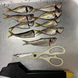 シーサイドコスモ調査