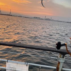 シーサイドコスモ、タコ調査