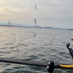 シーサイドコスモ調査