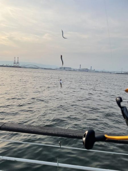 シーサイドコスモ調査