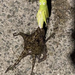 初めてのサイズ！