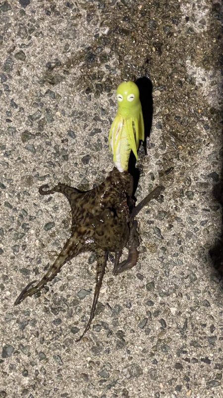 初めてのサイズ！