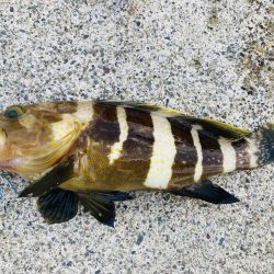 ライトショアジギング