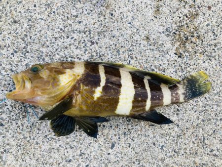 ライトショアジギング