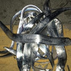 アジ釣り 太刀魚釣り