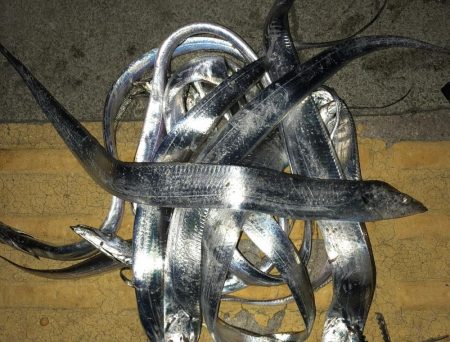 アジ釣り　太刀魚釣り