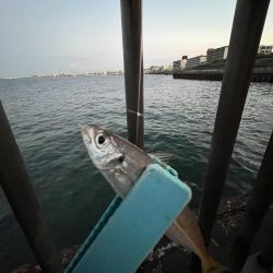 アジしか勝たん