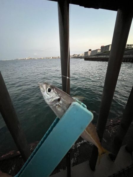 アジしか勝たん