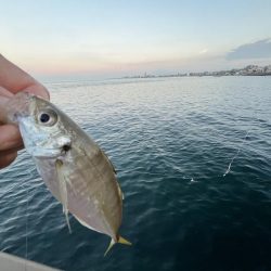 アジしか勝たん②