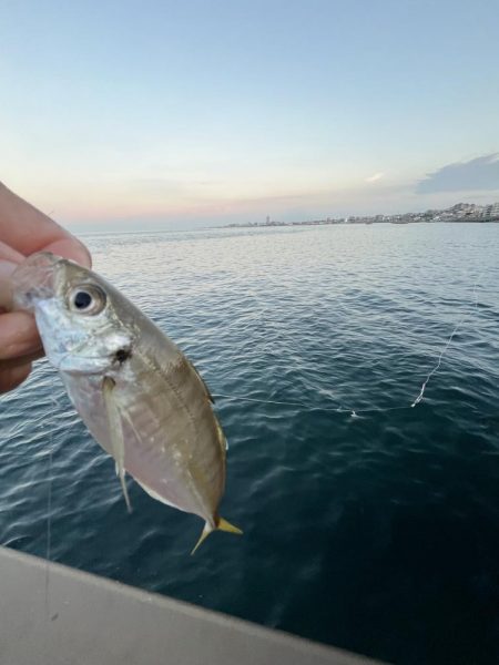 アジしか勝たん②