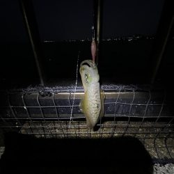 イカ調査成功！？