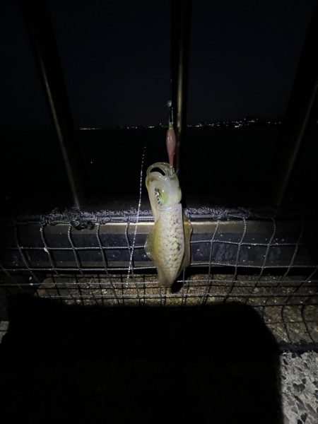 イカ調査成功！？