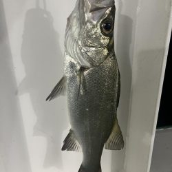 宮崎港での釣果