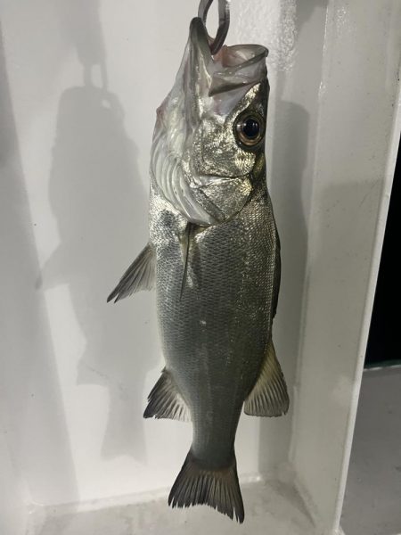 宮崎港での釣果