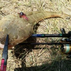 釣れると思ってなかったけど・・・・。