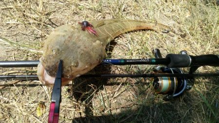 釣れると思ってなかったけど・・・・。