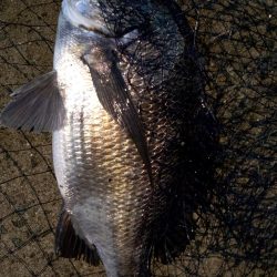 夏チヌ元気やね