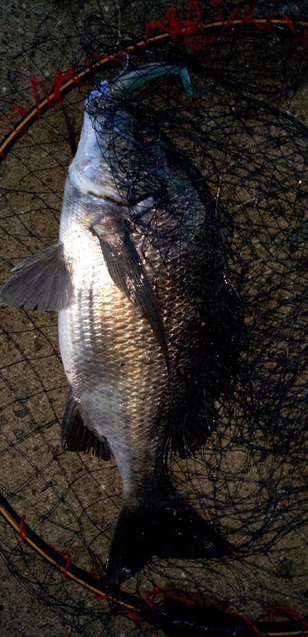 夏チヌ元気やね