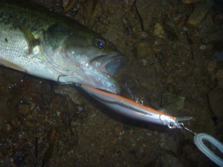 8月バス釣り