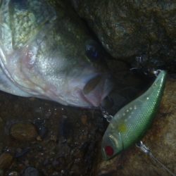 8月5日　一庫ダム釣行
