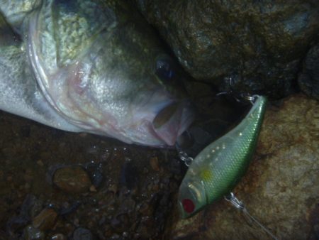 8月5日　一庫ダム釣行