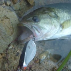 スピナーベイトでバス釣り