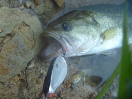 スピナーベイトでバス釣り
