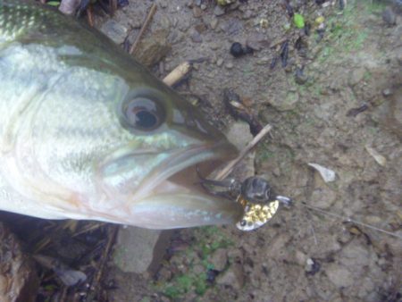 一庫ダム釣行　8月23日