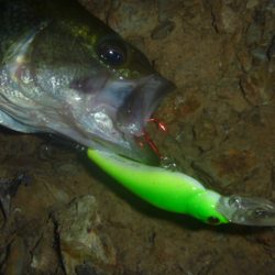 8月27日　一庫ダム釣行