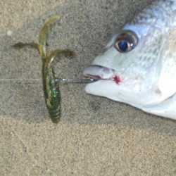 淀川チニング‼キビレ⁉