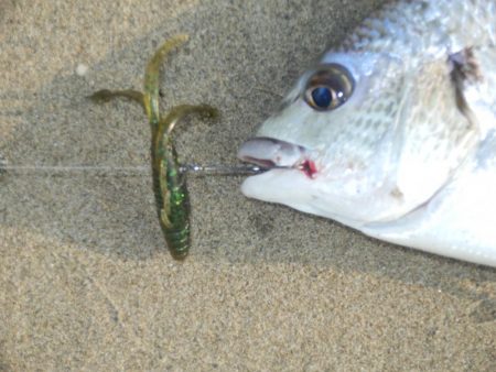 淀川チニング‼キビレ⁉