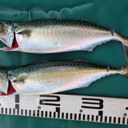 イサキが食べたいぞ！