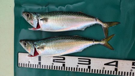 イサキが食べたいぞ！